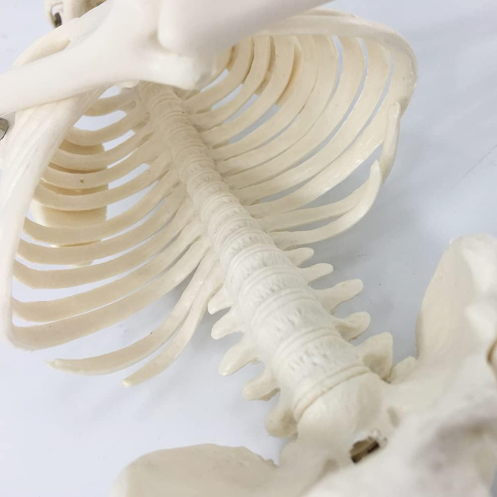 Human Skeleton Model w/Movable Arms, Legs and Stand, 17.72” | Quarter Size Human Skeletal System for Medical Anatomy