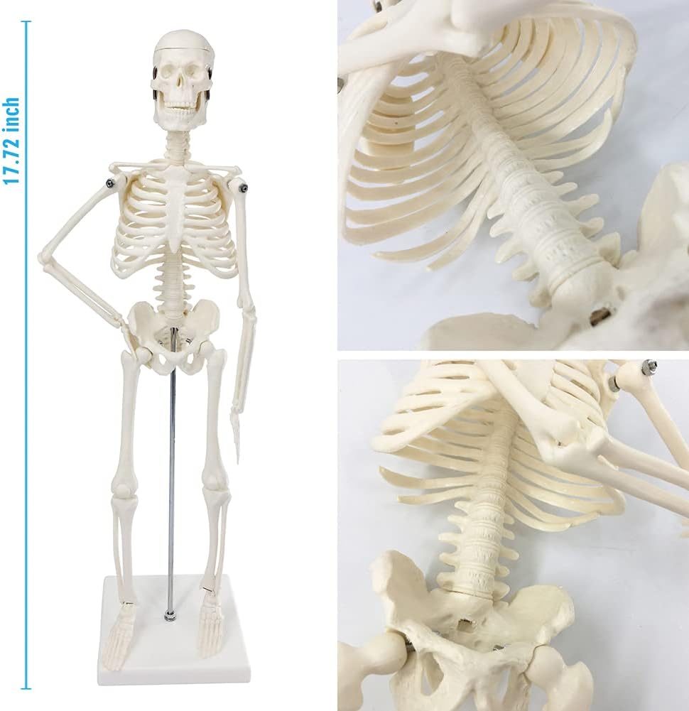 Human Skeleton Model w/Movable Arms, Legs and Stand, 17.72” | Quarter Size Human Skeletal System for Medical Anatomy