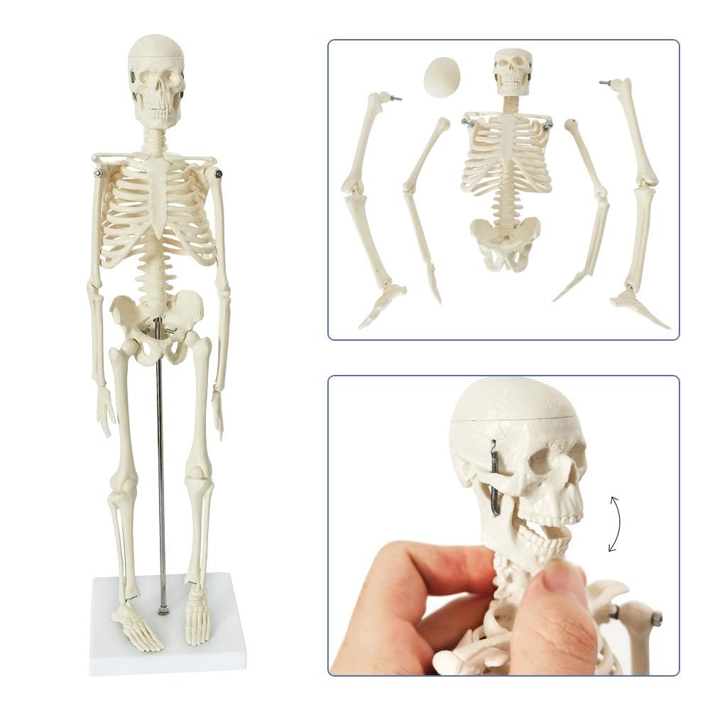 Medical Anatomy Model Set of 3-Human Torso Heart and Skeleton | Detachable Body Visceral Organs, Movable Arms and