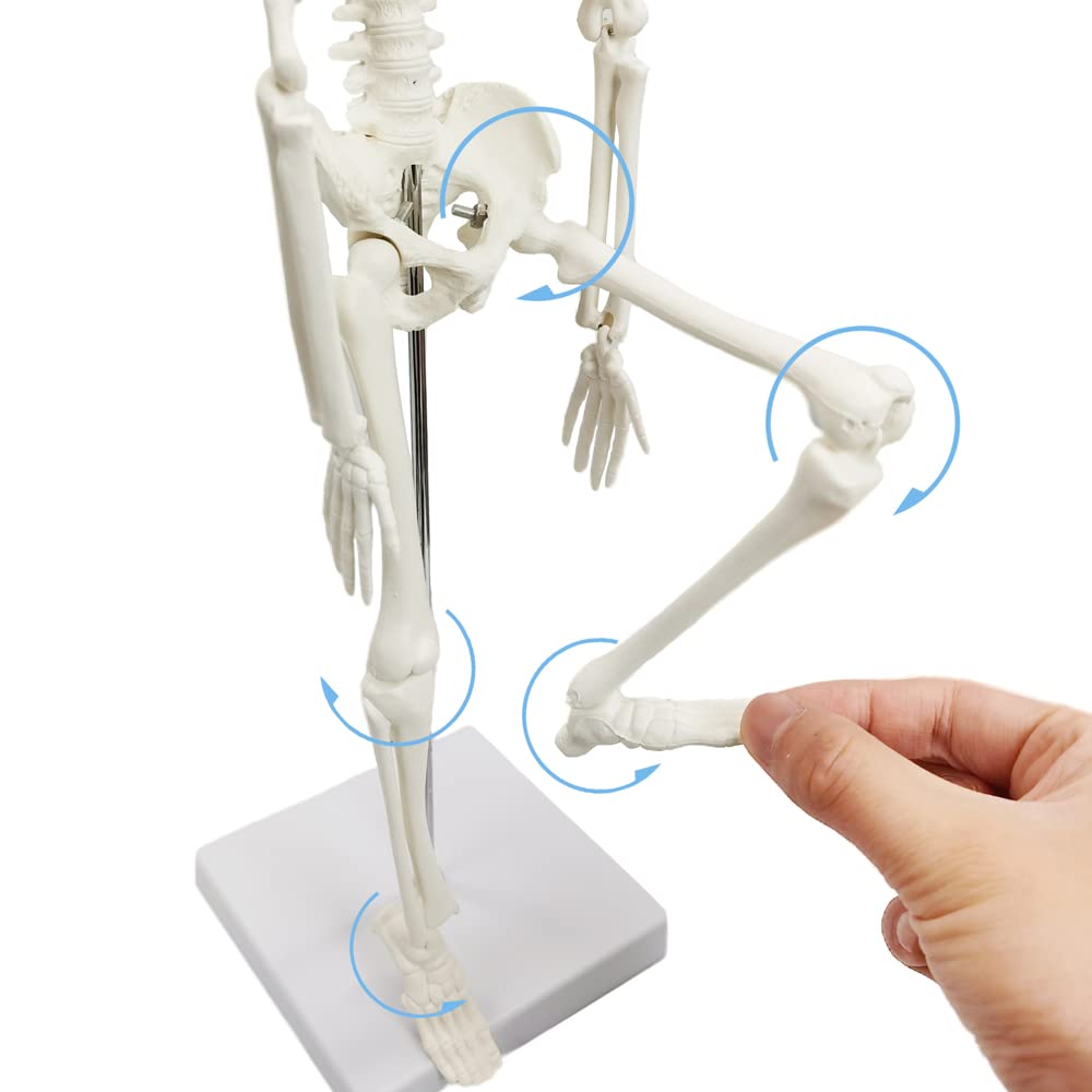 Full Body 17.7" High Human Body Skeleton Model for Anatomy | with Movable Arms and Legs Bones Structures,Whole Spine