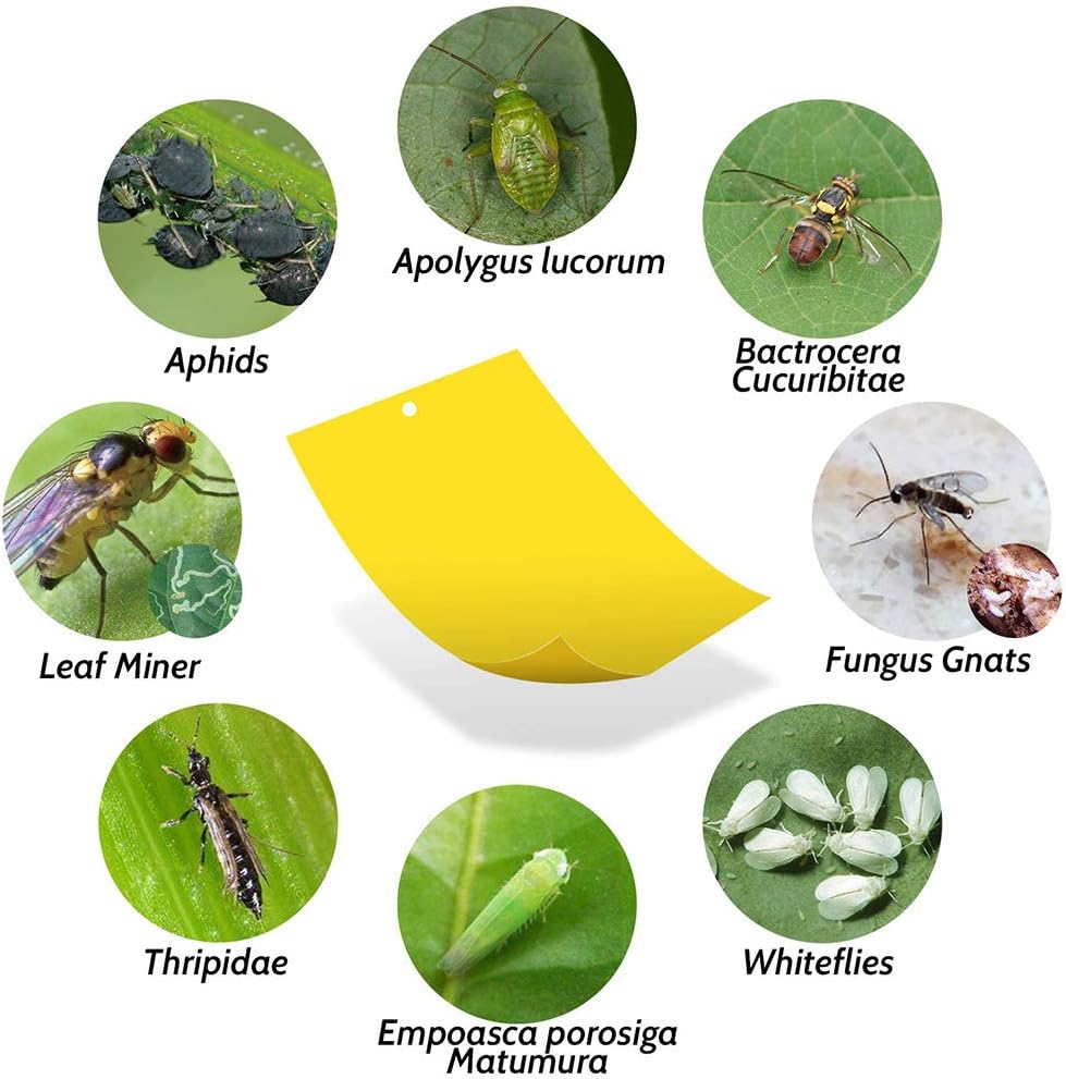 20-Pack Fruit Fly Trap, Yellow Sticky Gnat Traps, 6x8 in | For Indoor/Outdoor, Flying Plant Insect Killer, Fungus