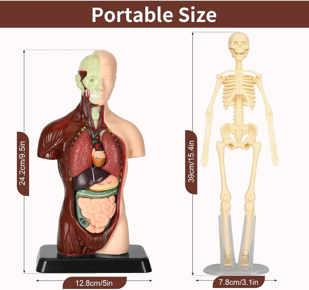 Human Body Model, 8 Pcs Removable with Skeleton Model for Kids | 9.6 inch Human Torso Anatomical Model with Various