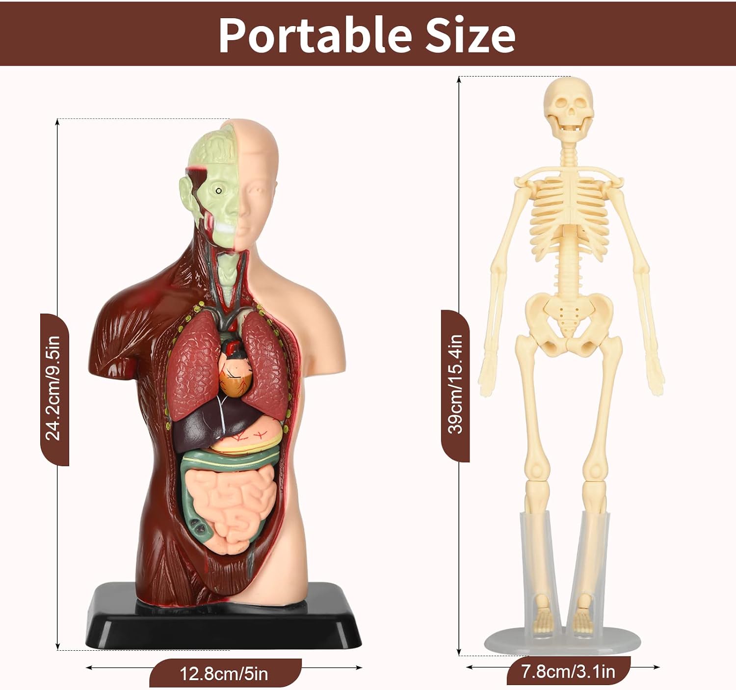 Human Body Model, 8 Pcs Removable with Skeleton Model for Kids | 9.6 inch Human Torso Anatomical Model with Various
