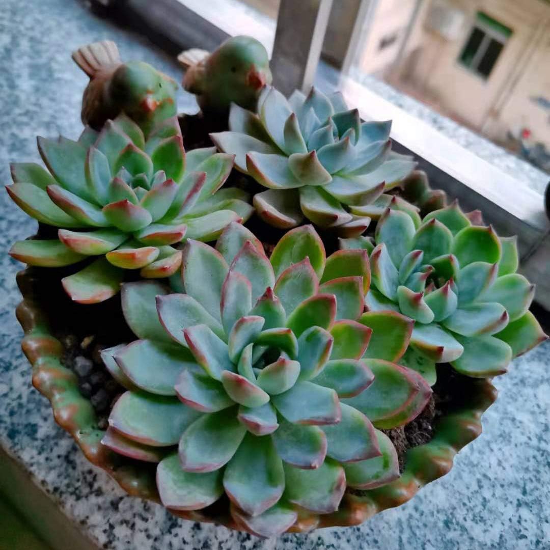Special Design Fun Garden 6INCH Flower Planter Succulent Pot Indoor OutdoorPlanter (Bird)