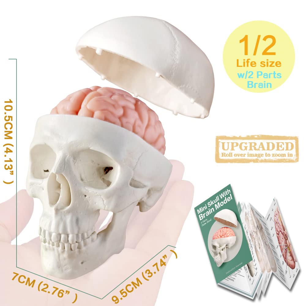 Human Anatomical Body, Skeleton, Heart, Skull with Brain Models, Cubes Sets | EVOTECH SCIENTIFIC Best Anatomy Model