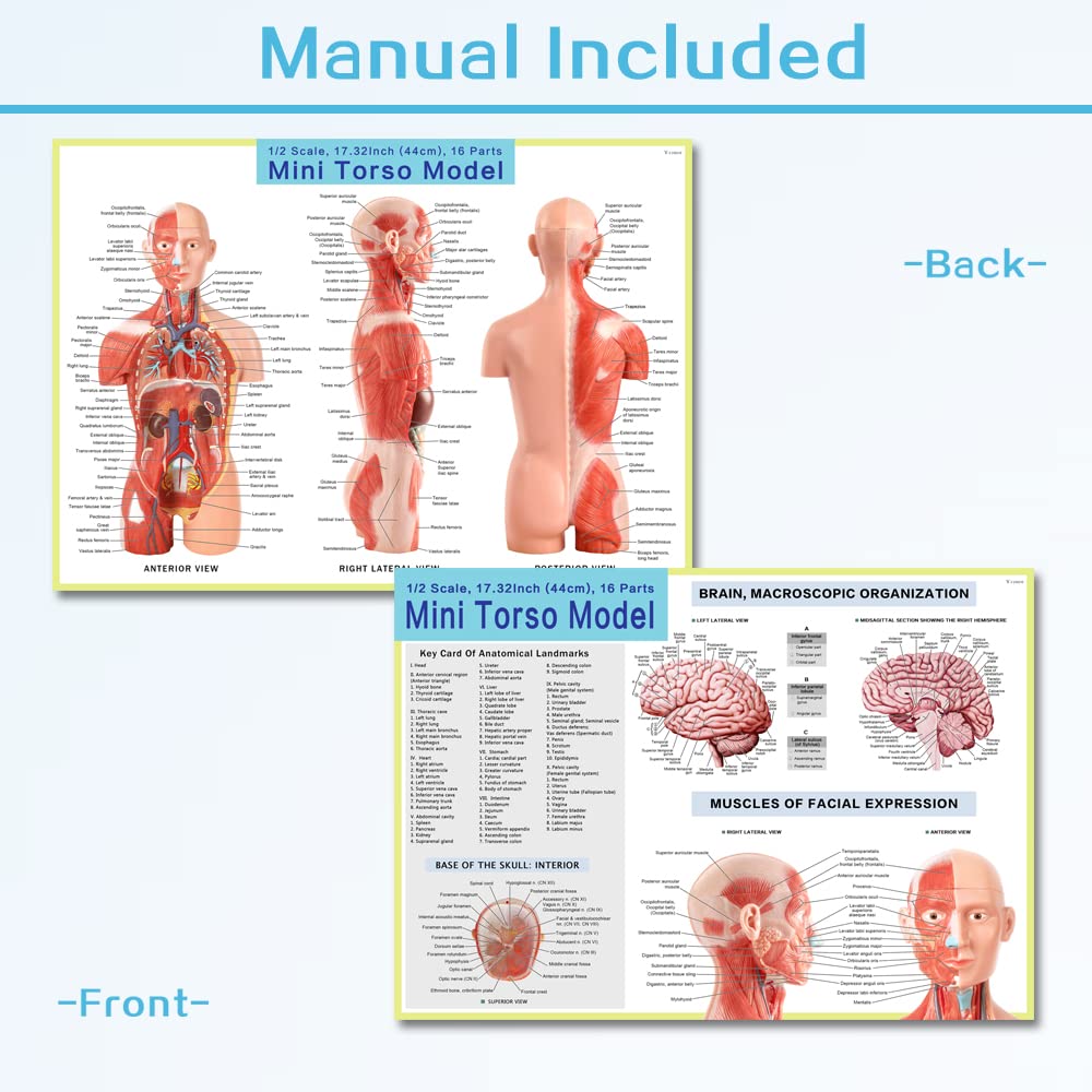 2026 New Human Body Deluxe Musculature Model, 16 Pcs Removable 17 inch | EVOTECH SCIENTIFIC Human Torso Anatomy Model
