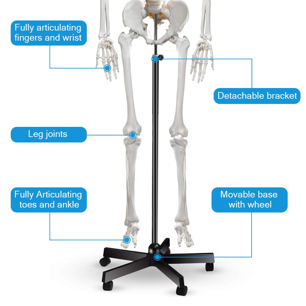 Human Skeleton Model for Anatomy- Life Size Medical Human Skeleton Model with Nervous System 70.8 in with Rolling