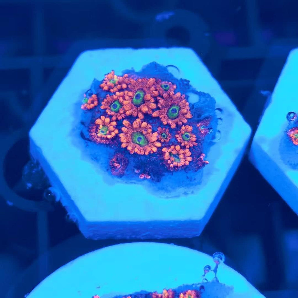 Big Size Ceramic Coralline Coral Frag Plugs Coral frag Plate Base