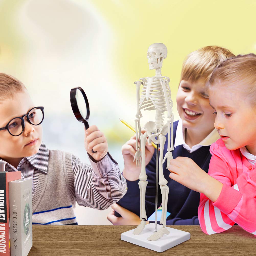 Human Skeleton Model for Anatomy: 17” Human Skeleton Model with Movable Arms and Legs - Scientific Model for Study