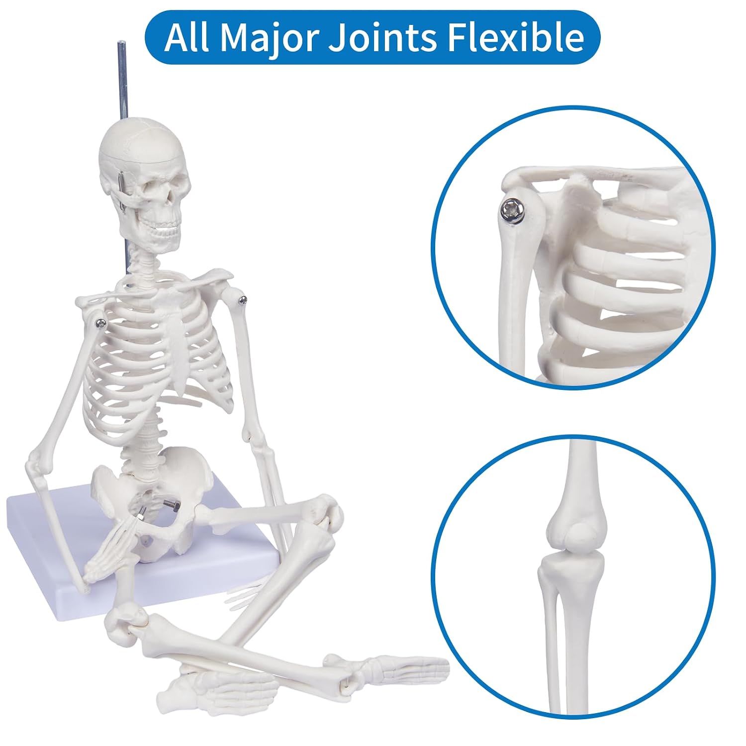 Human Skeleton Model for Anatomy: 17"H Mini Human Body Model with Movable Arms, Legs & Sturdy Stand, Scientific Bone