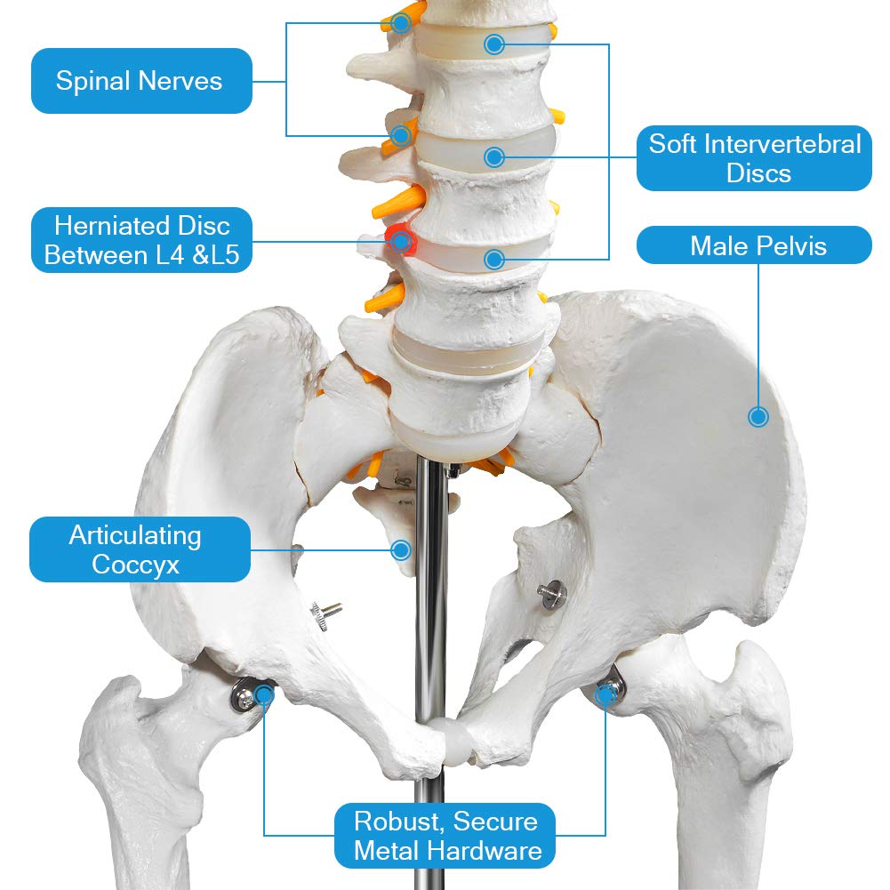 Human Skeleton Model for Anatomy- Life Size Medical Human Skeleton Model with Nervous System 70.8 in with Rolling