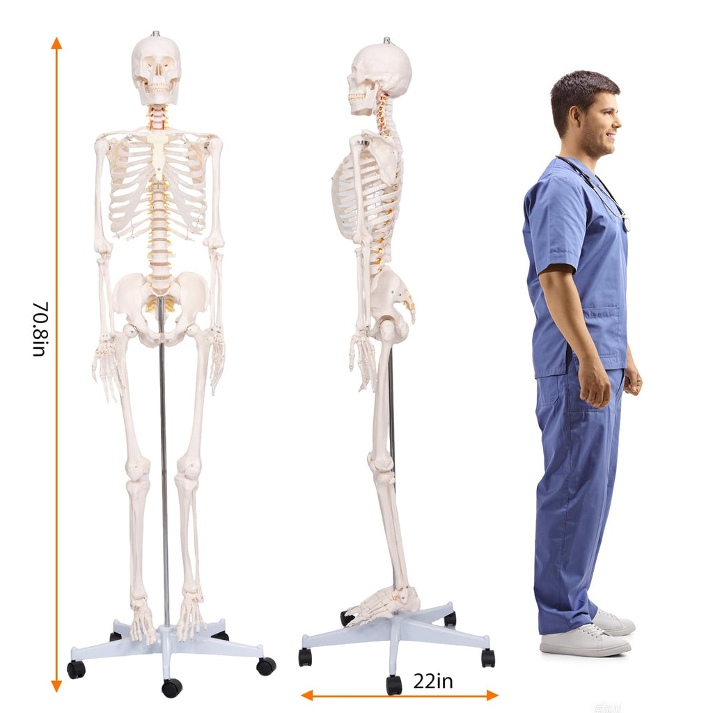 70.8" Human Skeleton Model for Anatomy, Nervous System & Charts, Stand | Full Size Posable Skeleton, Includes Nervous