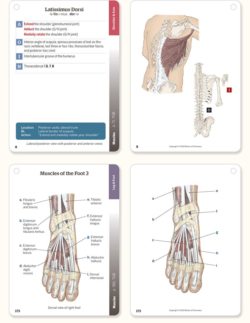 Trail Guide to the Body Flashcards, Vol 2: Muscles of the Body