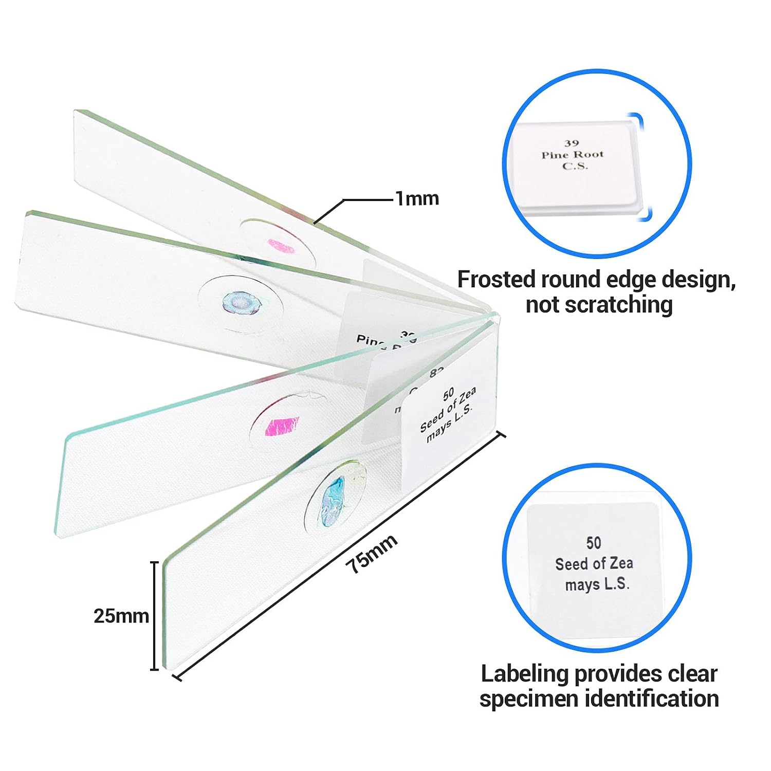 100 Prepared Microscope Slides with Specimens for Kids Adults - Bacterium, Fungus, Human Tissues, Mitosis, Plants