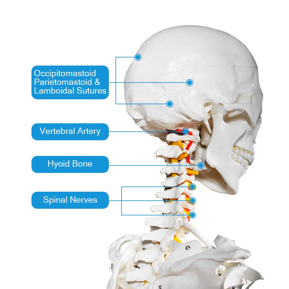 Human Skeleton Model for Anatomy- Life Size Medical Human Skeleton Model with Nervous System 70.8 in with Rolling
