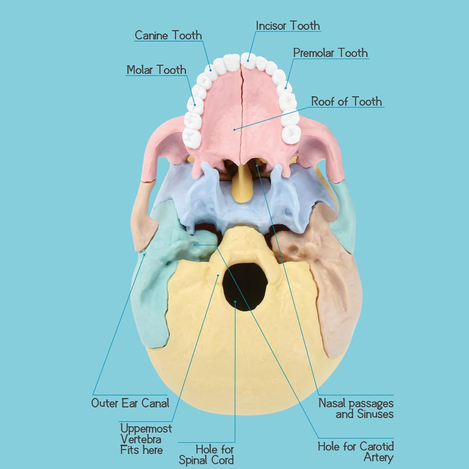 Human Skull Anatomy Model, 17-Part Puzzle with Flash Cards | 10 Knowledge Flash Cards, Detachable Palm-Sized Mini
