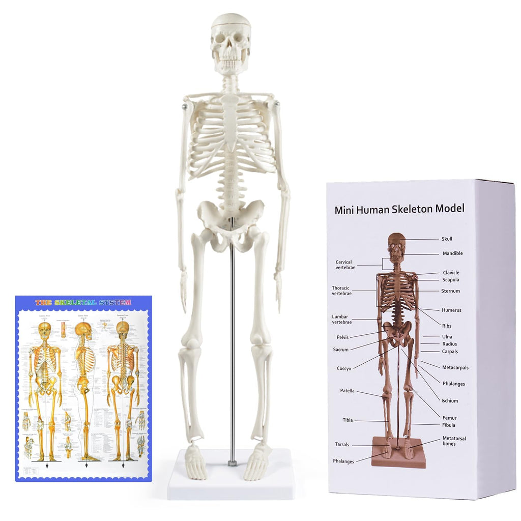 Human Skeleton Model for Anatomy: 17” Human Skeleton Model with Movable Arms and Legs - Scientific Model for Study