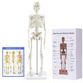 Human Skeleton Model for Anatomy: 17” Human Skeleton Model with Movable Arms and Legs - Scientific Model for Study