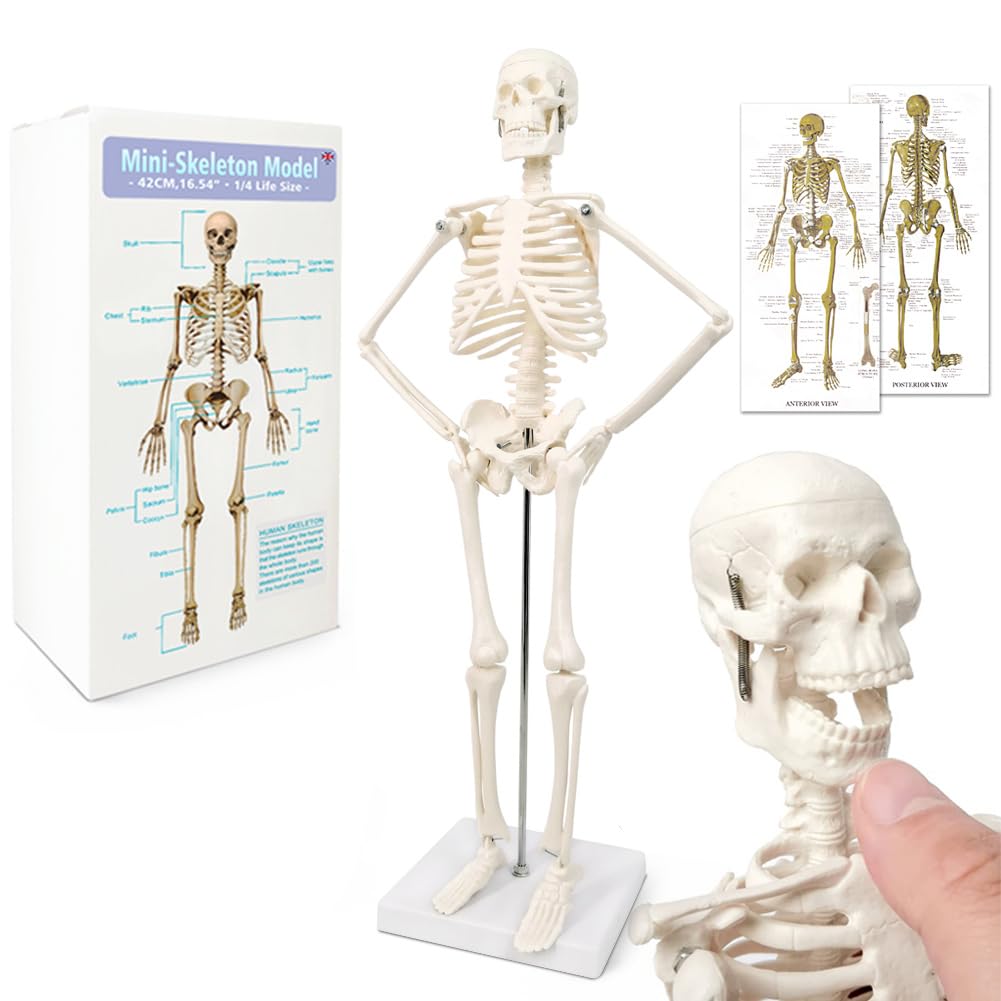 Human Anatomy Full Body Skeleton Model, 17.7 Inches/45cm for Adult | Benilev Human Skeleton Anatomy Model, Suitable