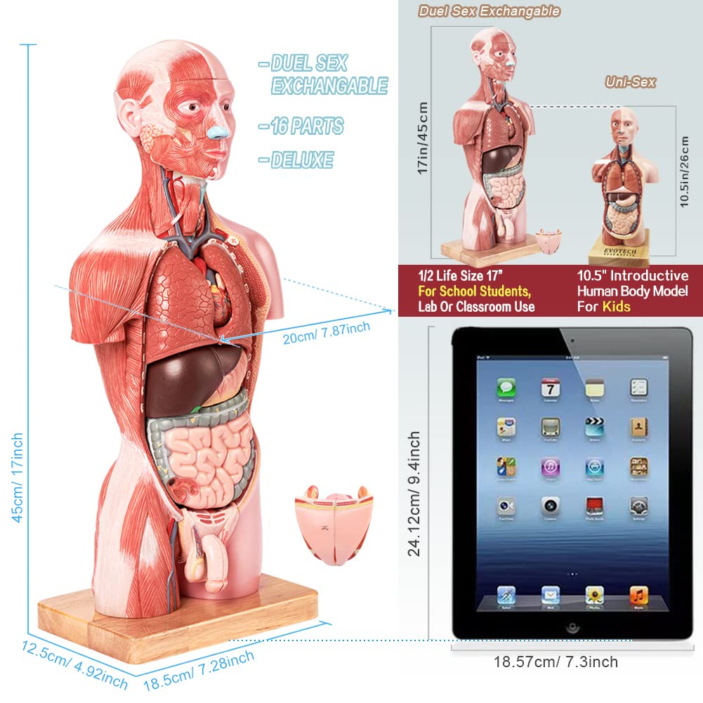 2026 New Human Body Deluxe Musculature Model, 16 Pcs Removable 17 inch | EVOTECH SCIENTIFIC Human Torso Anatomy Model