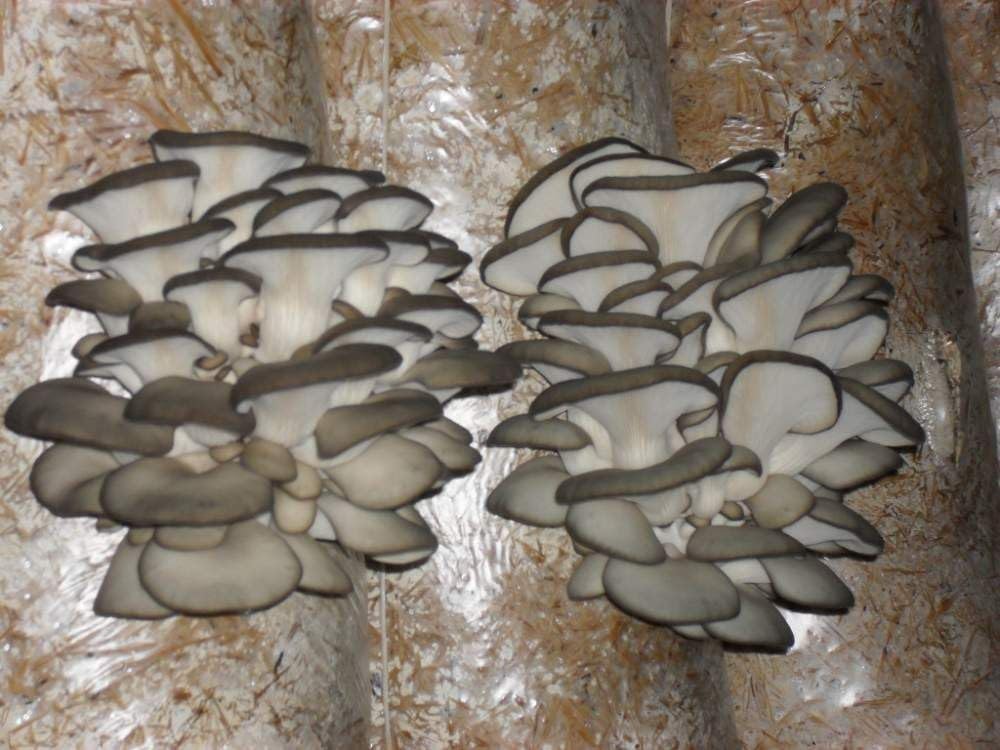 100+ Oyster Mushrooms Mycelium Spawn Spores - Mushroom Brown
