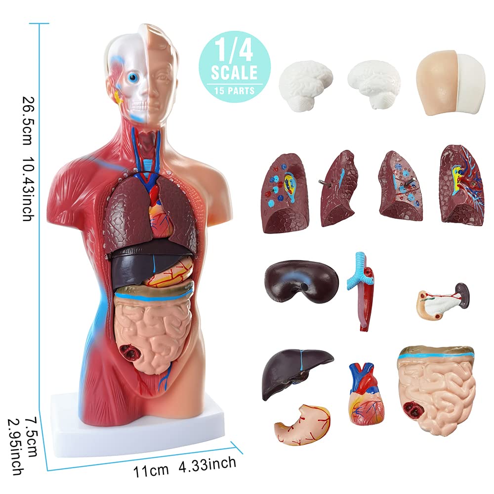 Anatomy Model Bundle Set of 3 - Human Body, Heart, Torso & Skeleton | Carrying Case, Hands-On 3D Model Study Tools