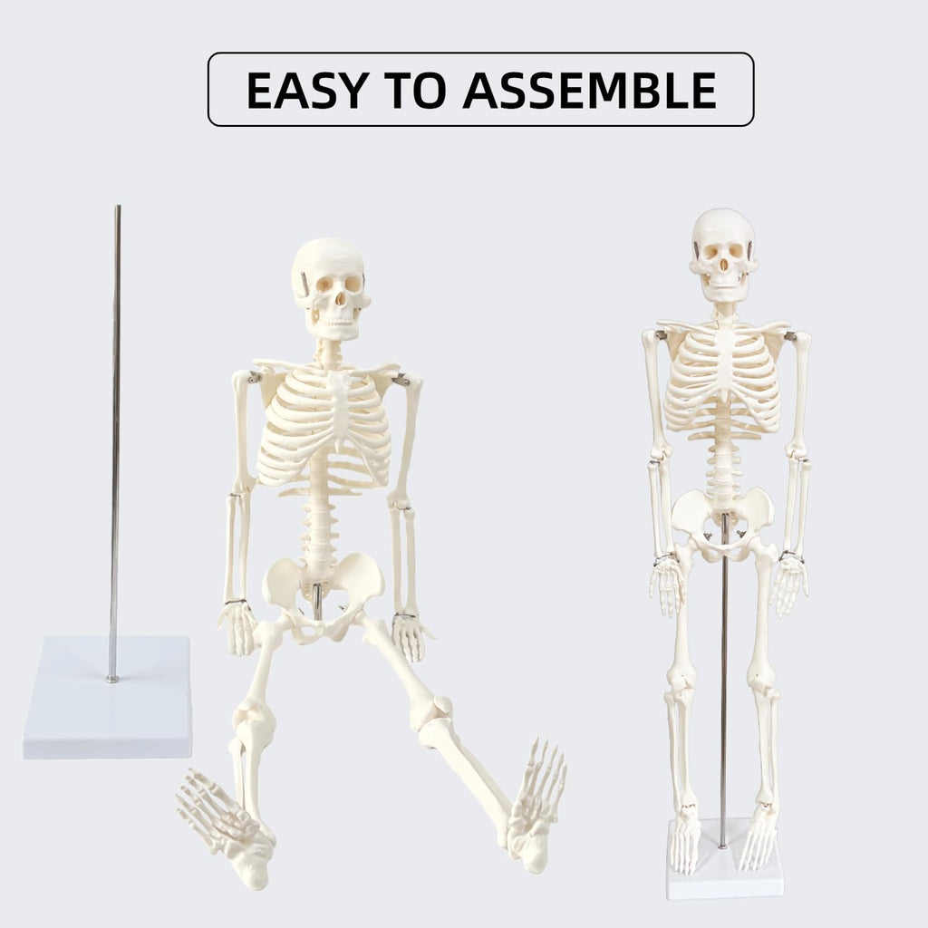 Human Skeleton Model for Anatomy, 33.4" Skeleton Model with Metal Stand | 1/2 Life Size Anatomical Skeleton with