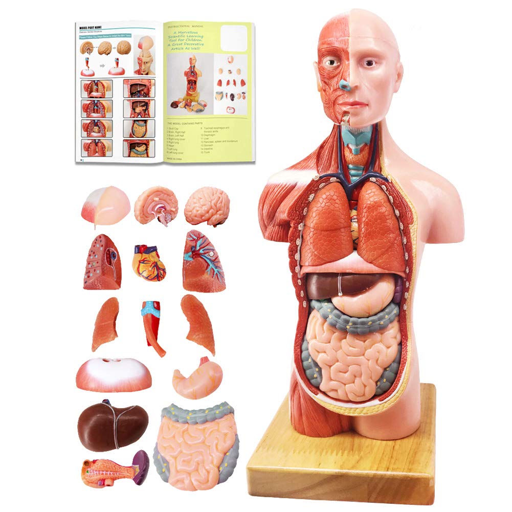 Human Body, Skeleton, Heart, Half Size Skull with Brain Models | EVOTECH SCIENTIFIC Best Anatomy Model Bundle Set of