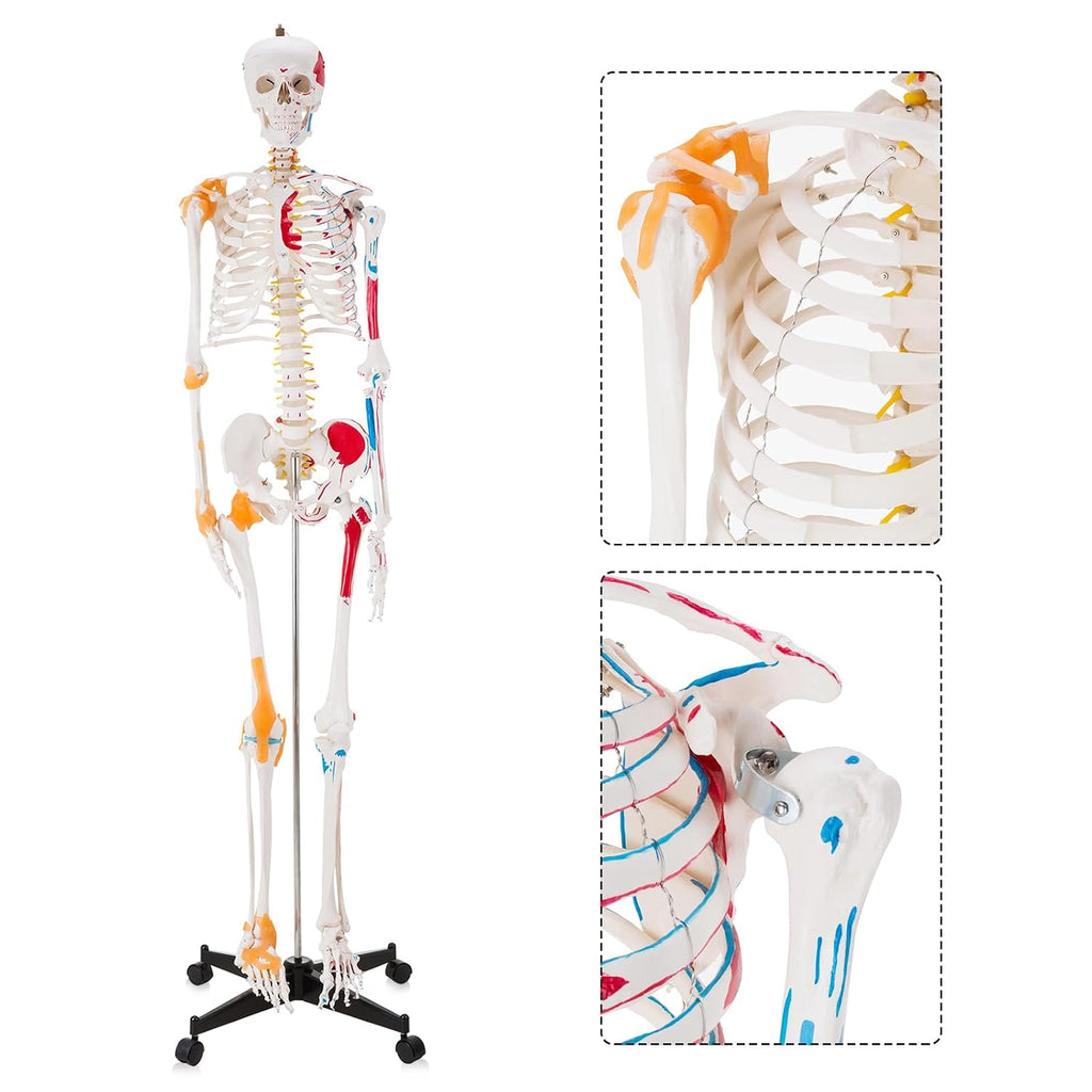 Human Skeleton Model, Life Size Anatomical Skeleton Replica with Spinal Nerves, Muscle Insertion and Origin Points