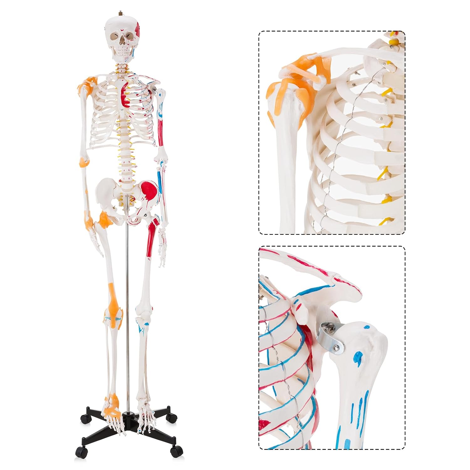 Human Skeleton Model, Life Size Anatomical Skeleton Replica with Spinal Nerves, Muscle Insertion and Origin Points