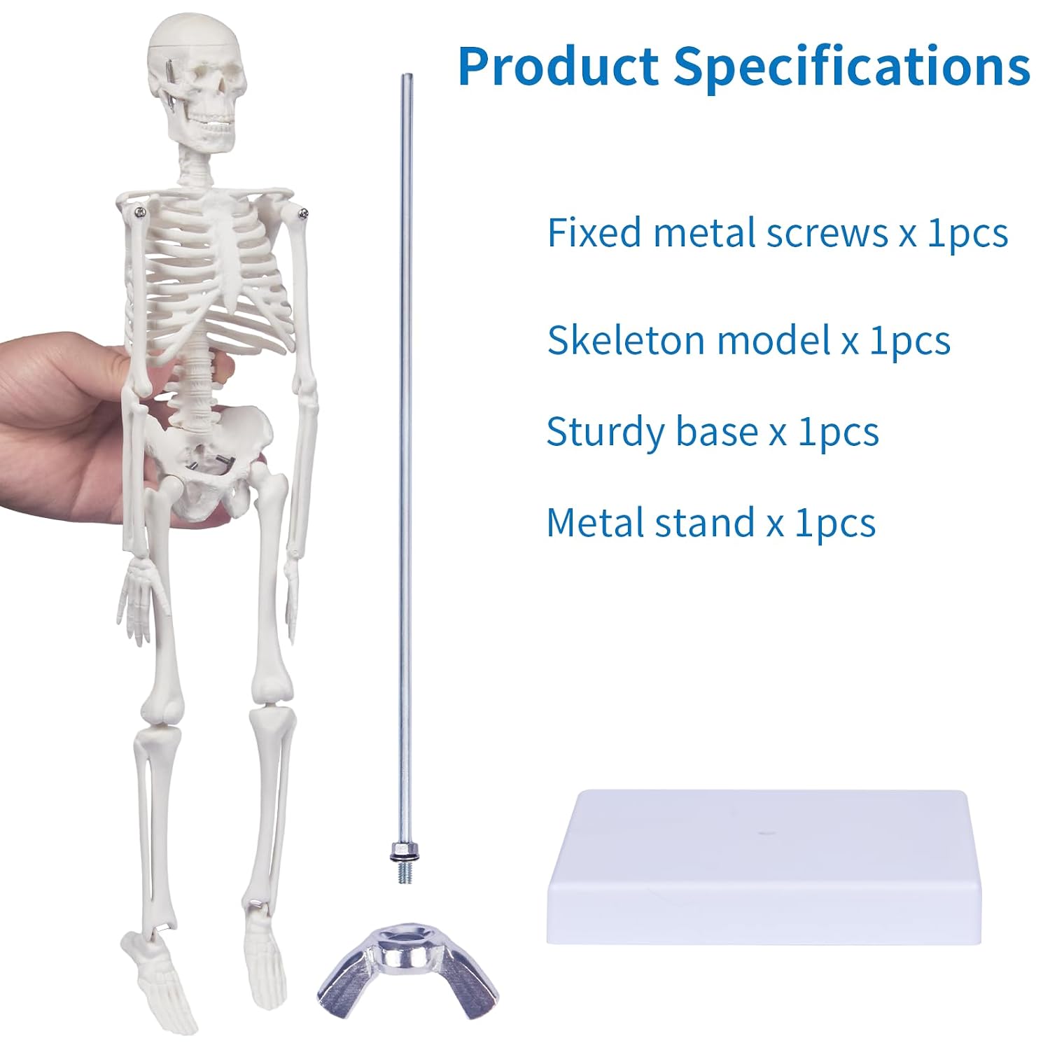 Human Skeleton Model for Anatomy: 17"H Mini Human Body Model with Movable Arms, Legs & Sturdy Stand, Scientific Bone
