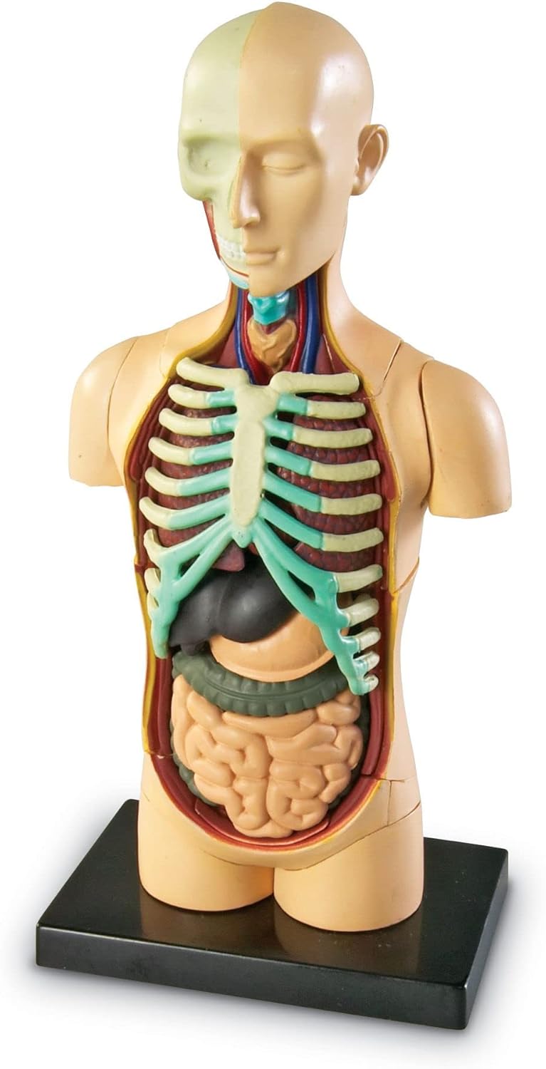 Human Anatomy Model Body | Science Classroom Demonstration Tools, Realistic Human Anatomy Display, 31 Pieces, Grades