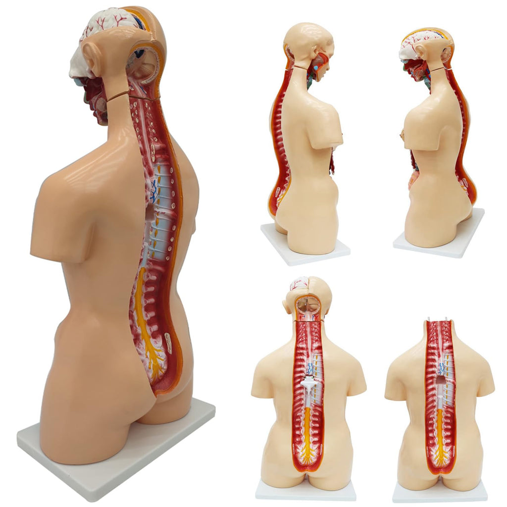 Anatomical Human Torso Body Model with 23 Removable Organs Parts 33.5in Life Size with Heart Head Skull Brain
