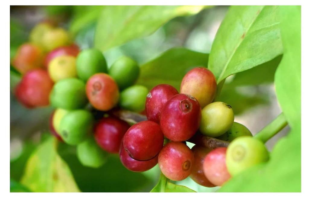 Premium Green Coffee Bean - Unroasted - 5lb Single Origin from Brazil Cerrado