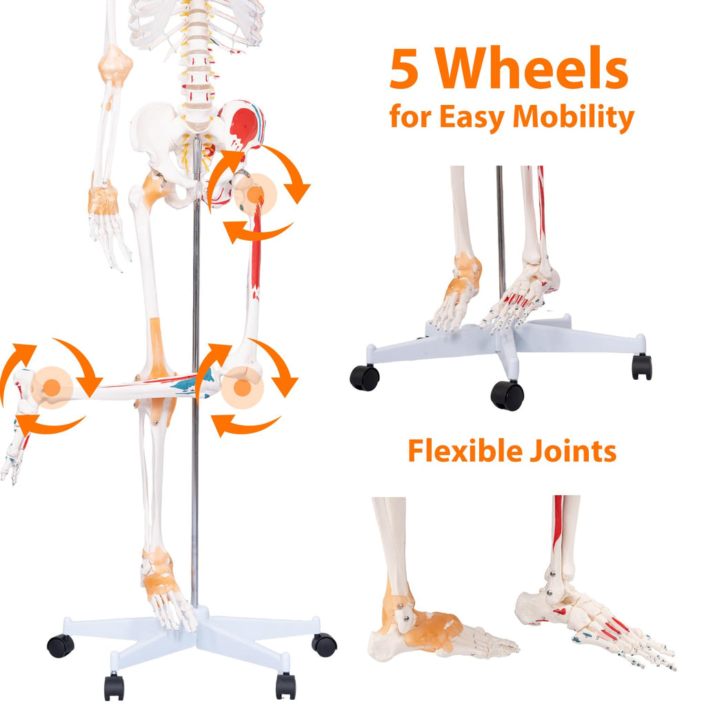 70.8" Human Anatomy Model,Skeleton Model Muscle Insertion & Ligaments | Full Size Posable Anatomy Skeleton,Muscle