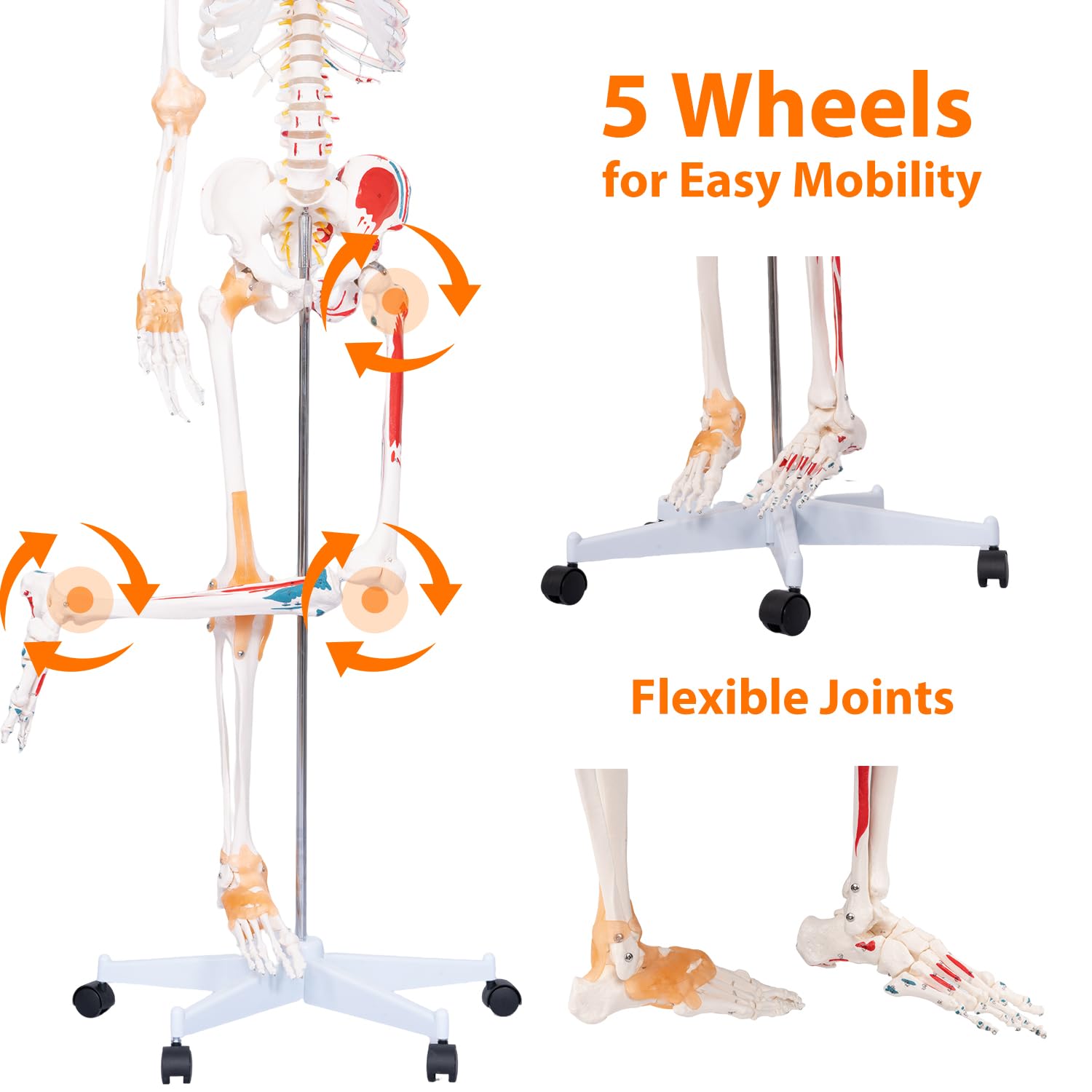 70.8" Human Anatomy Model,Skeleton Model Muscle Insertion & Ligaments | Full Size Posable Anatomy Skeleton,Muscle
