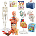 Human Anatomical Body, Skeleton, Heart, Skull with Brain Models, Cubes Sets | EVOTECH SCIENTIFIC Best Anatomy Model