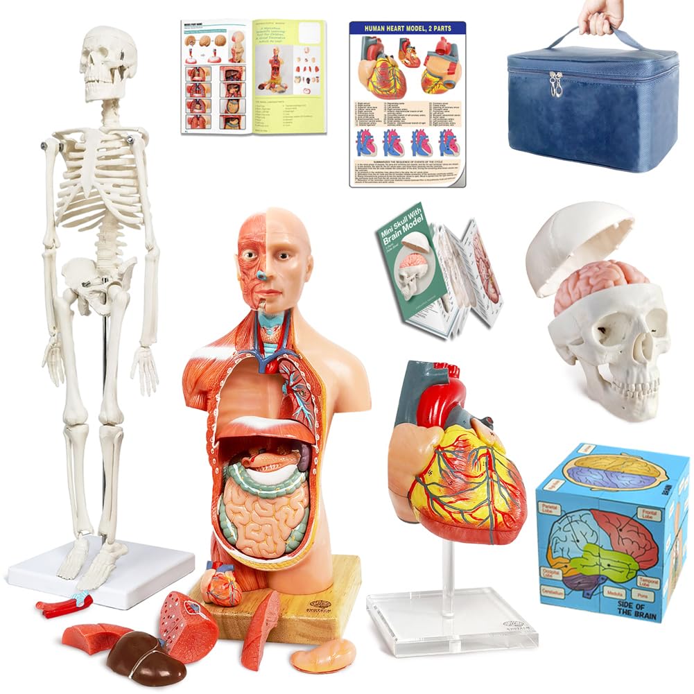 Human Anatomical Body, Skeleton, Heart, Skull with Brain Models, Cubes Sets | EVOTECH SCIENTIFIC Best Anatomy Model