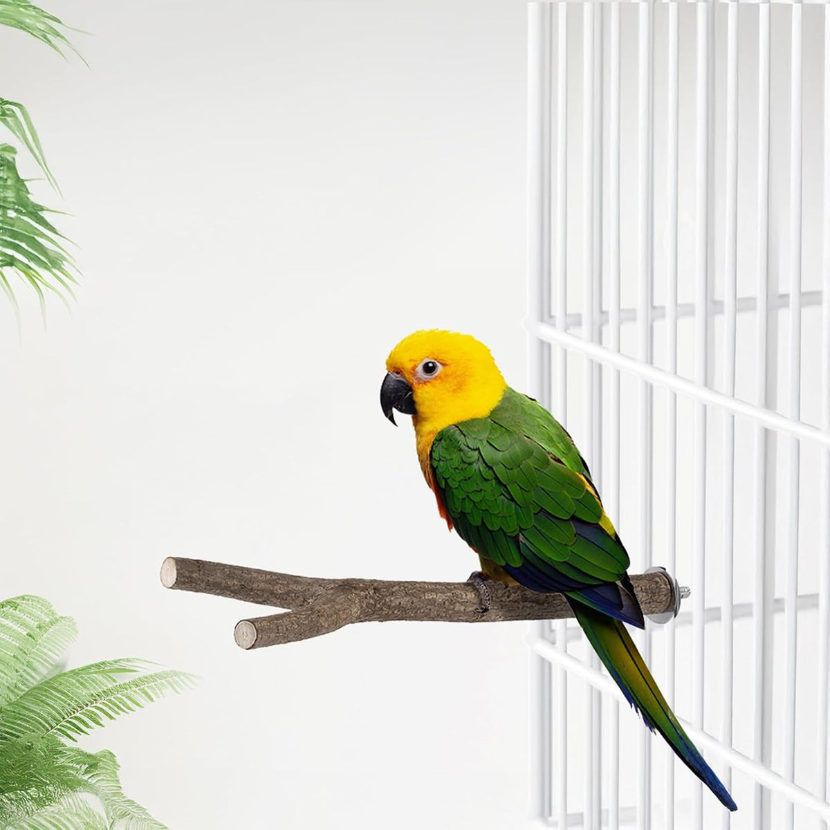 Natural Wooden Perches for Bird Cages - Ideal for Cockatiels, Parakeets, Finches & Other Caged Birds (Natural Bark, 2