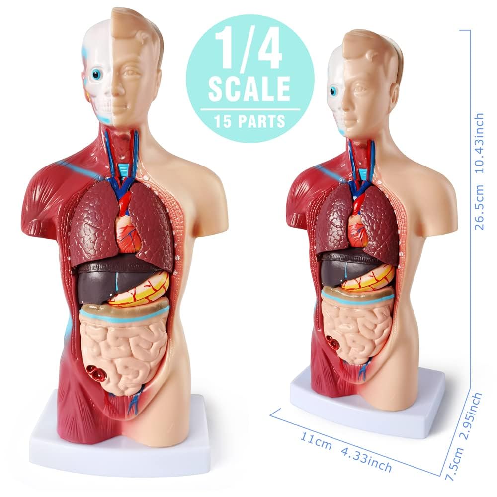 Medical Anatomy Model Set of 3-Human Torso Heart and Skeleton | Detachable Body Visceral Organs, Movable Arms and