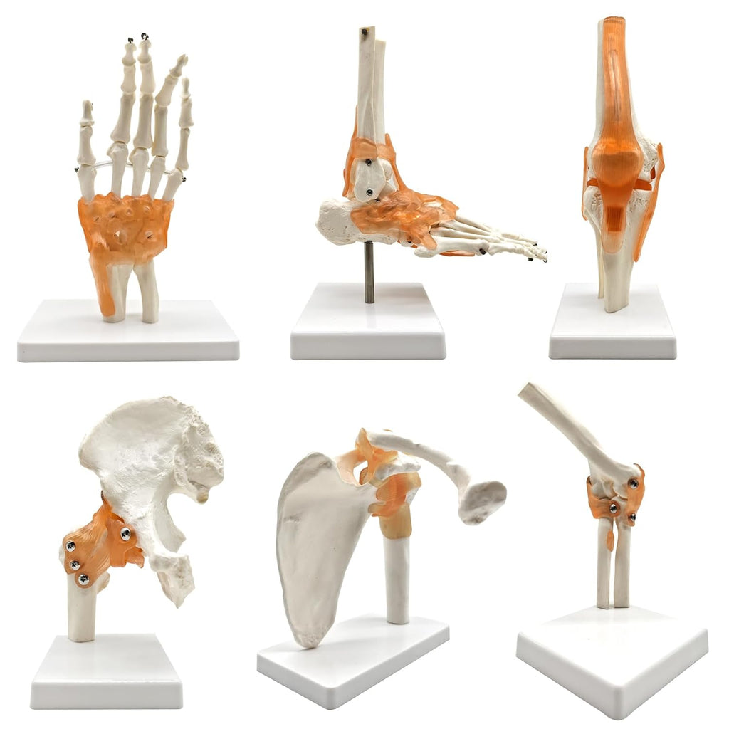 6 pcs/Set Anatomy Models Human Shoulder Elbow Hip Knee Hand Foot Joint Bone Models Human Joint Anatomy Model Science