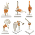 6 pcs/Set Anatomy Models Human Shoulder Elbow Hip Knee Hand Foot Joint Bone Models Human Joint Anatomy Model Science