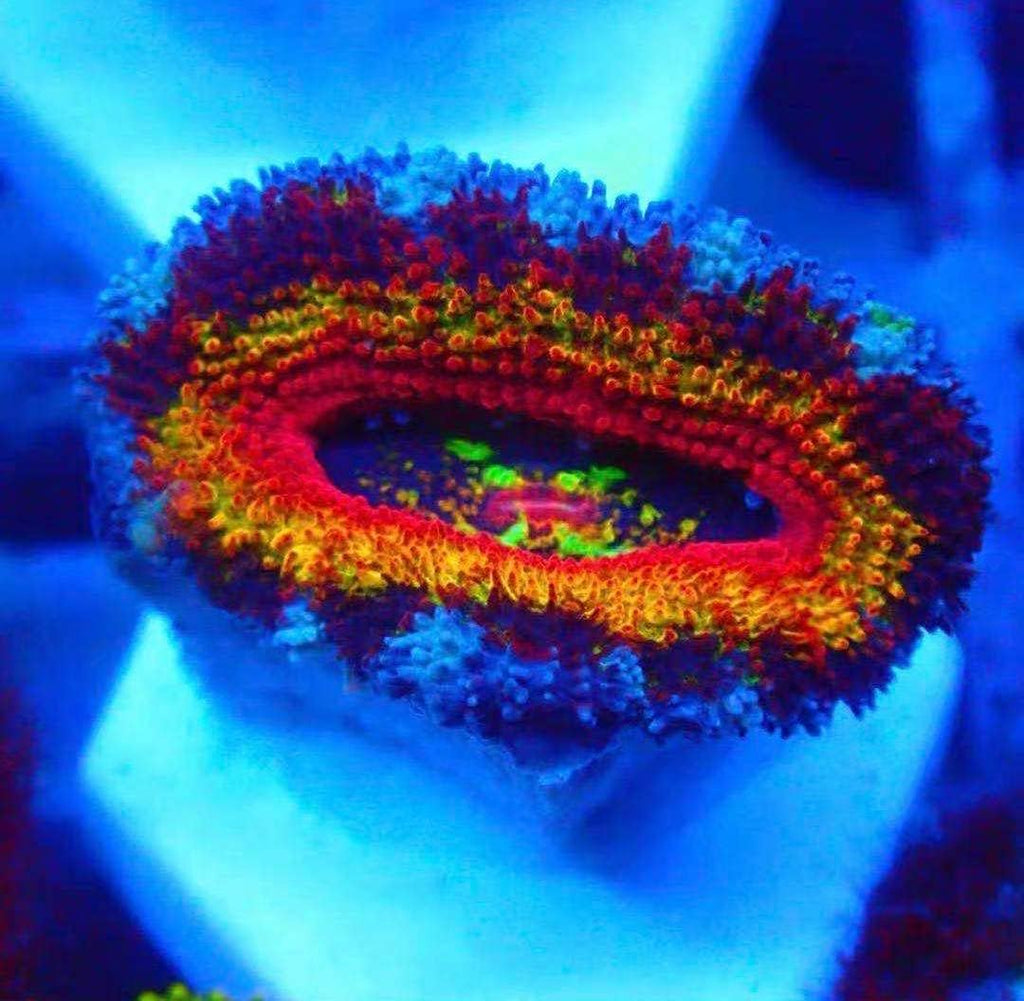 Big Size Ceramic Coralline Coral Frag Plugs Coral frag Plate Base