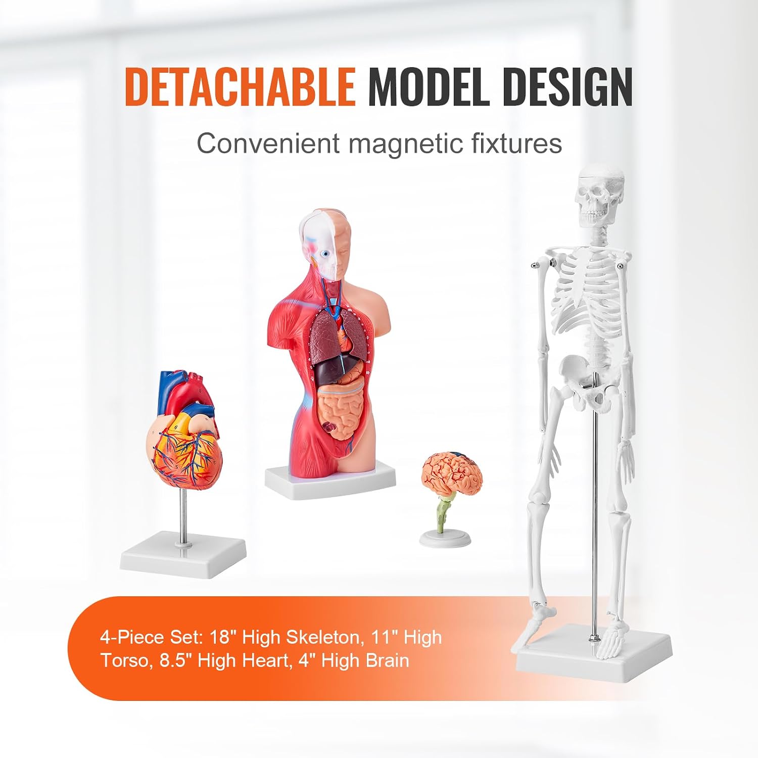 Human Anatomy Model Bundle Set - Human Skeleton, Brain, Human Torso Body, Heart - Set of 4, Detachable Hands-on 3D