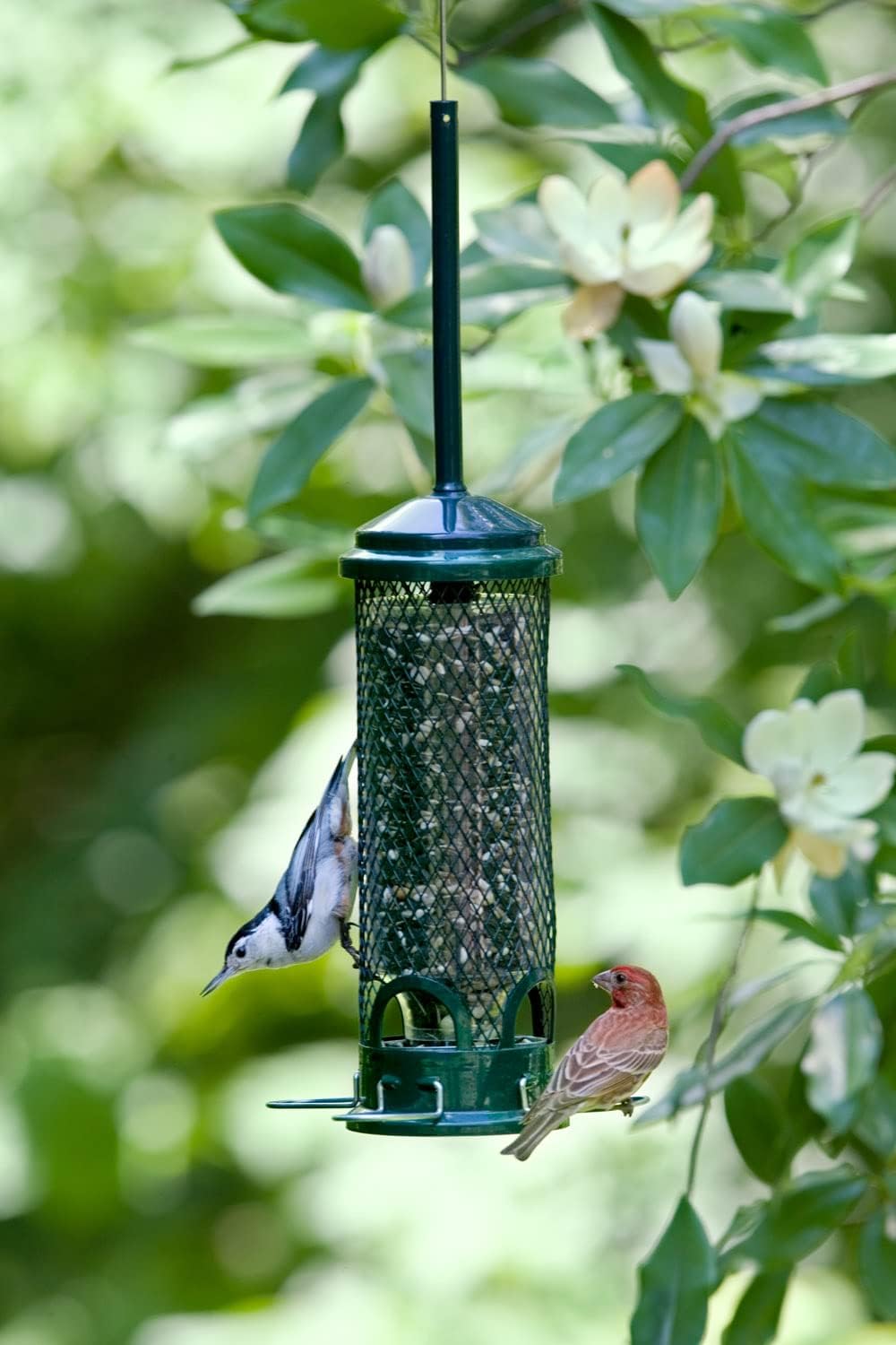 Squirrel Buster Mini Squirrel-Proof Bird Feeder for Wild Birds – 4 Metal Perches, 1 lb Seed Capacity, Chew-Proof