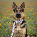 PETDURO Personalized Dog Collars Purple Spot Print