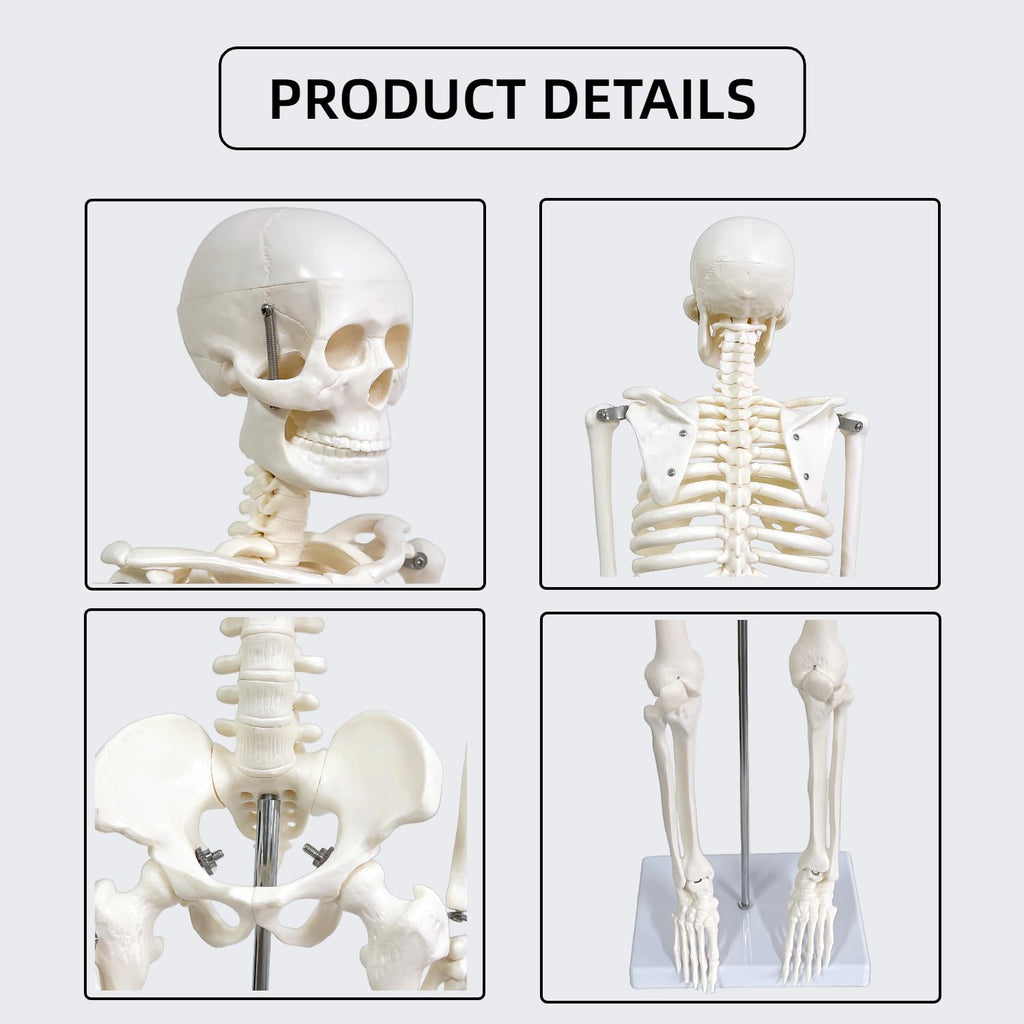 Human Skeleton Model for Anatomy, 33.4" Skeleton Model with Metal Stand | 1/2 Life Size Anatomical Skeleton with