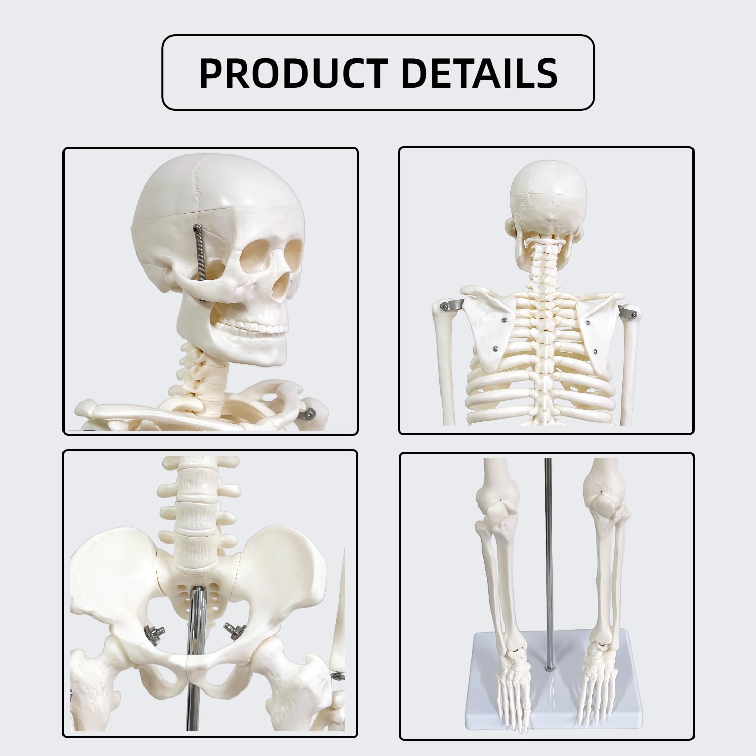 Human Skeleton Model for Anatomy, 33.4" Skeleton Model with Metal Stand | 1/2 Life Size Anatomical Skeleton with