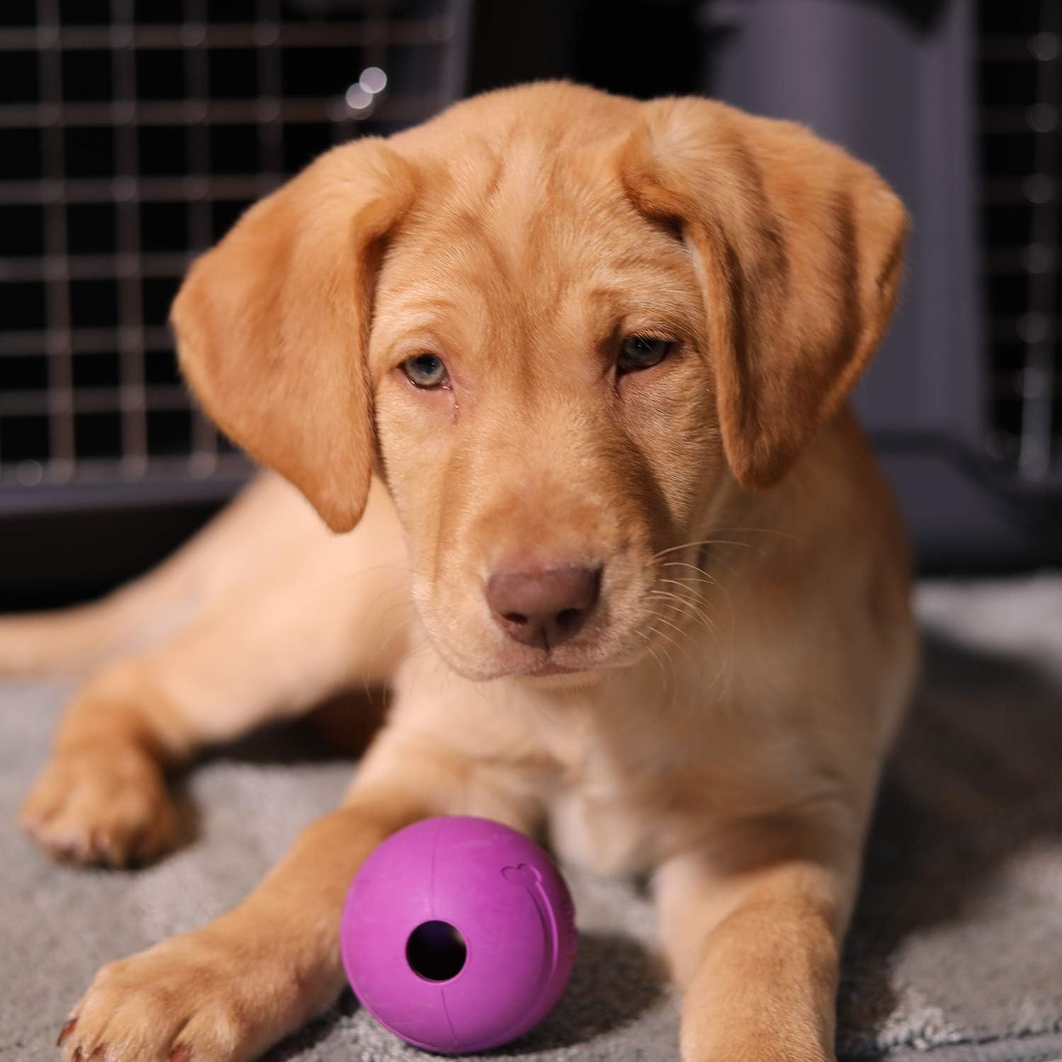 Fetch Balls Extremely Durable Natural Rubber Toy 2.5 inch, 8-pack (CM-0264-CS01)