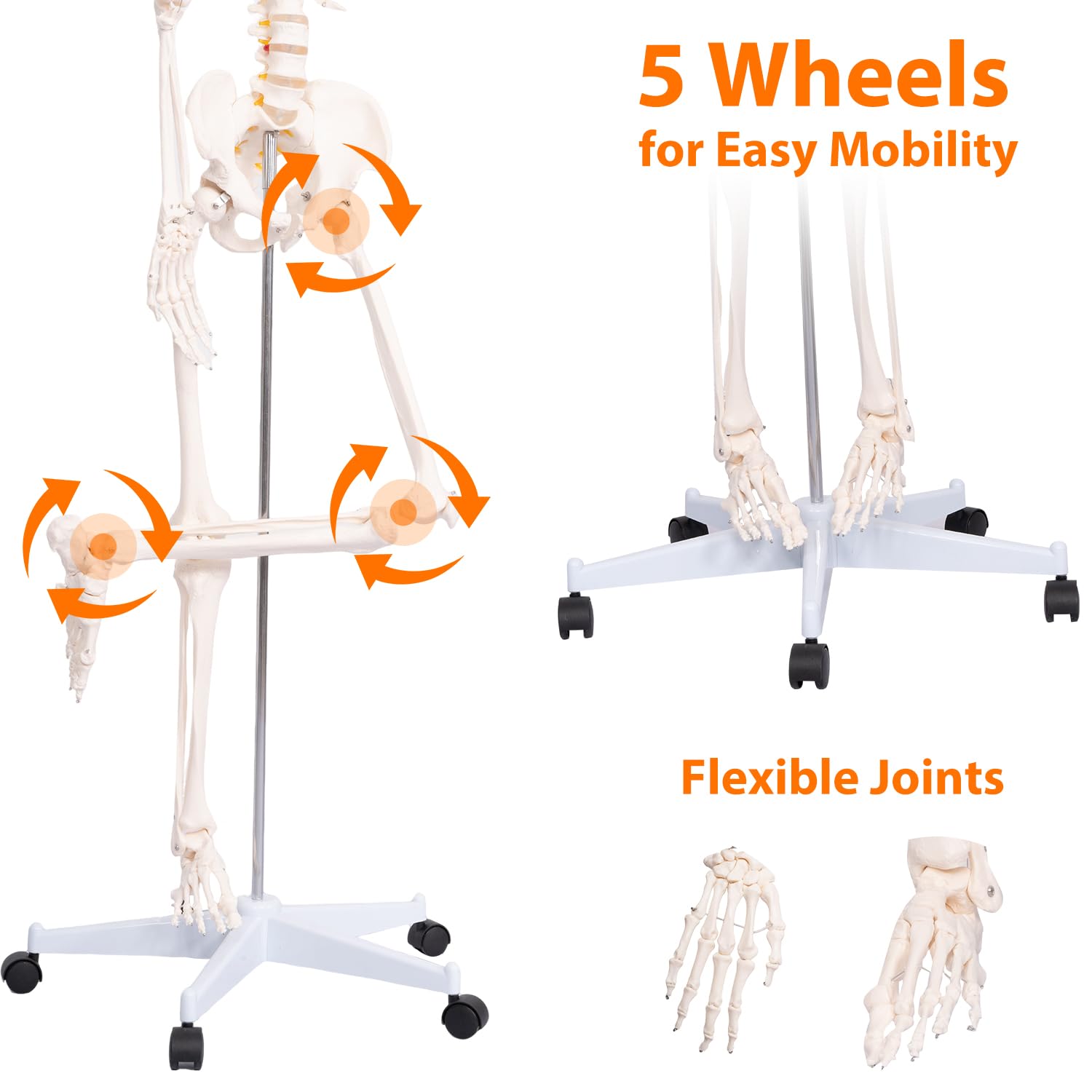 70.8" Human Skeleton Model for Anatomy, Nervous System & Charts, Stand | Full Size Posable Skeleton, Includes Nervous